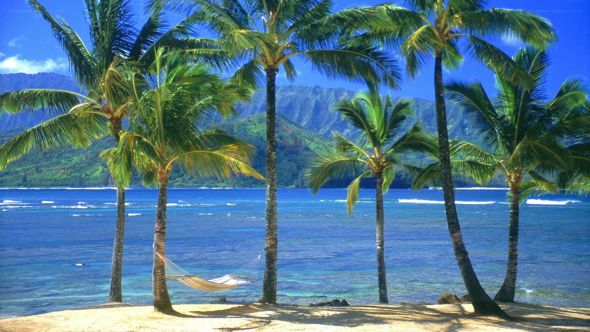 Palm trees and hammock on beach