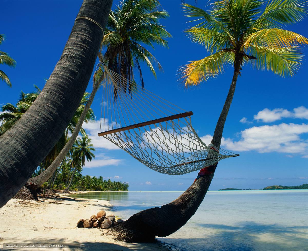Palm trees and hammock on beach