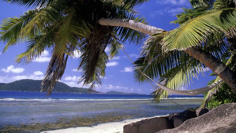 Palm trees and hammock on tropical beach