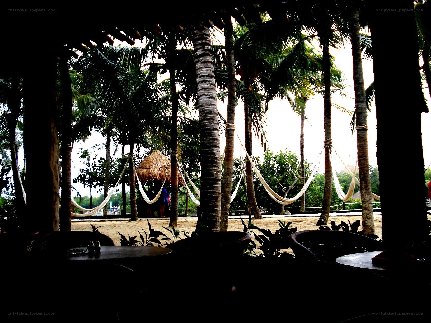 Palm trees and hammocks at beach