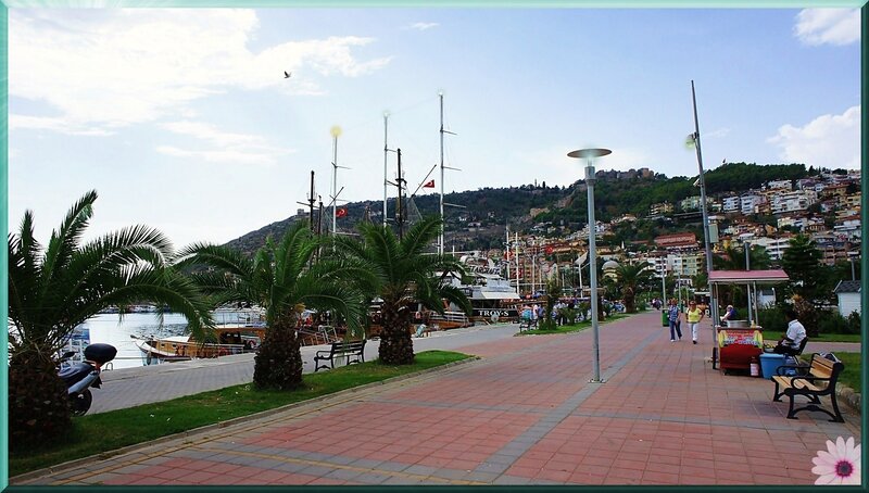Palm Trees and Harbor