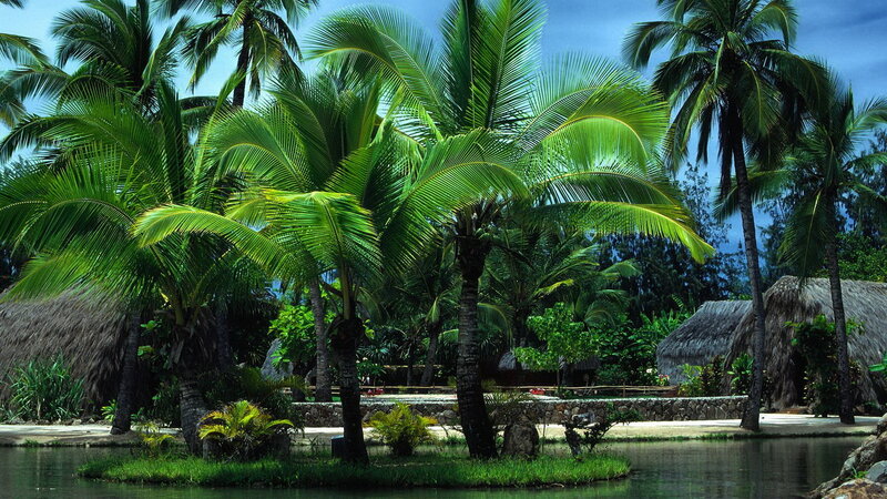 Palm Trees and Huts