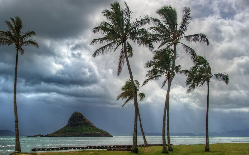 Palm Trees and Island
