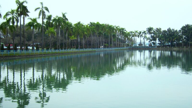 Palm Trees and Lake — Green