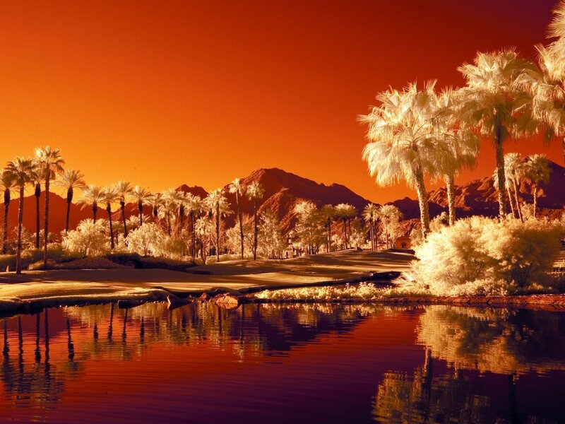 Palm Trees and Lake