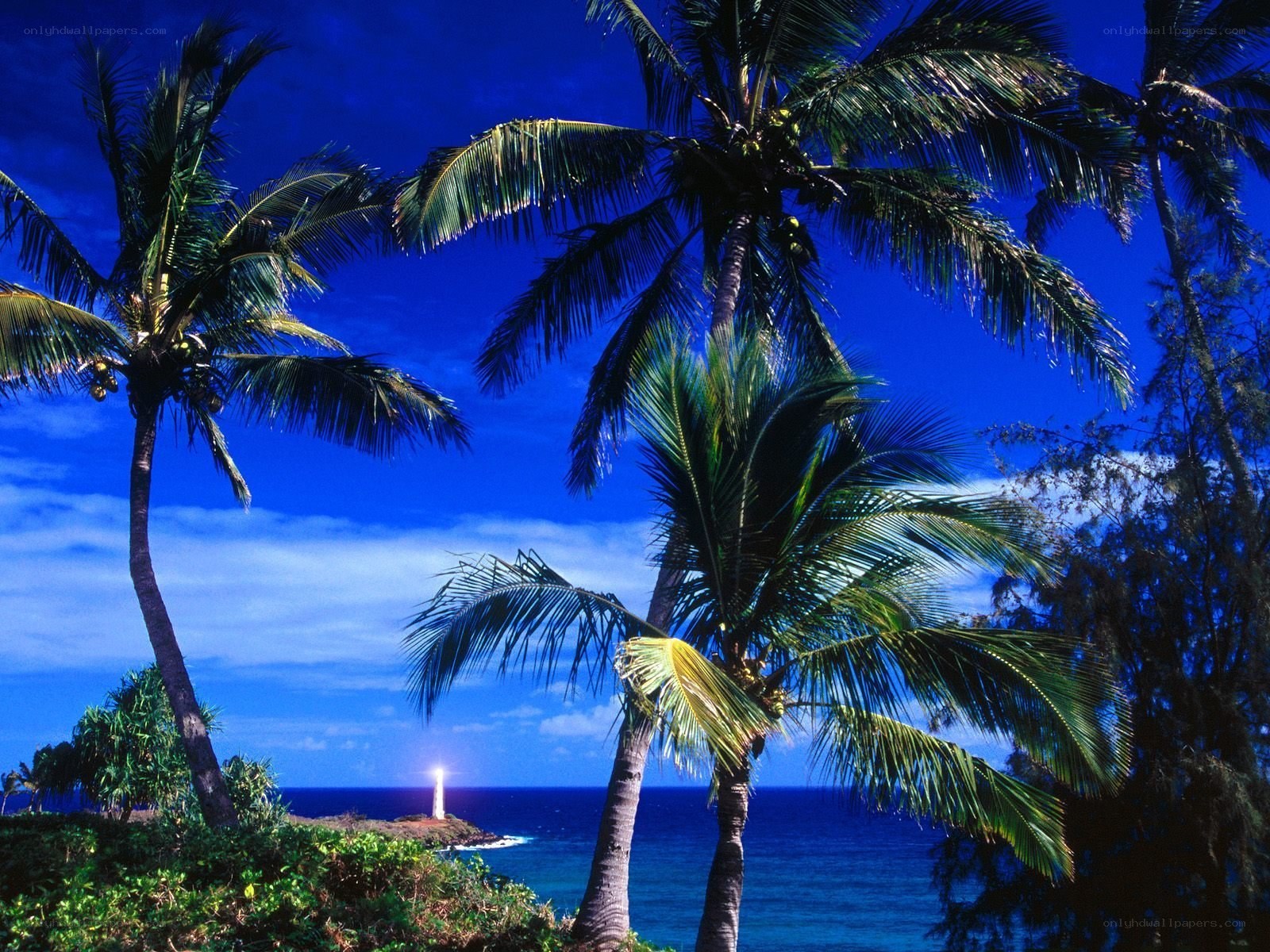 Palm trees and lighthouse at dusk