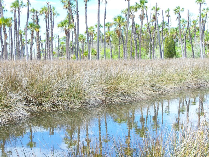Palm trees and marsh grass
