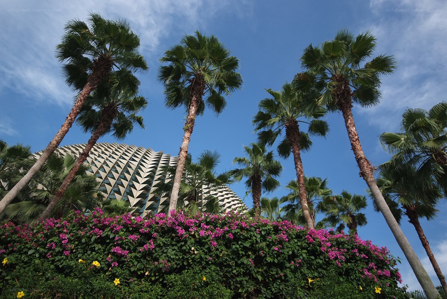 Palm trees and modern architecture