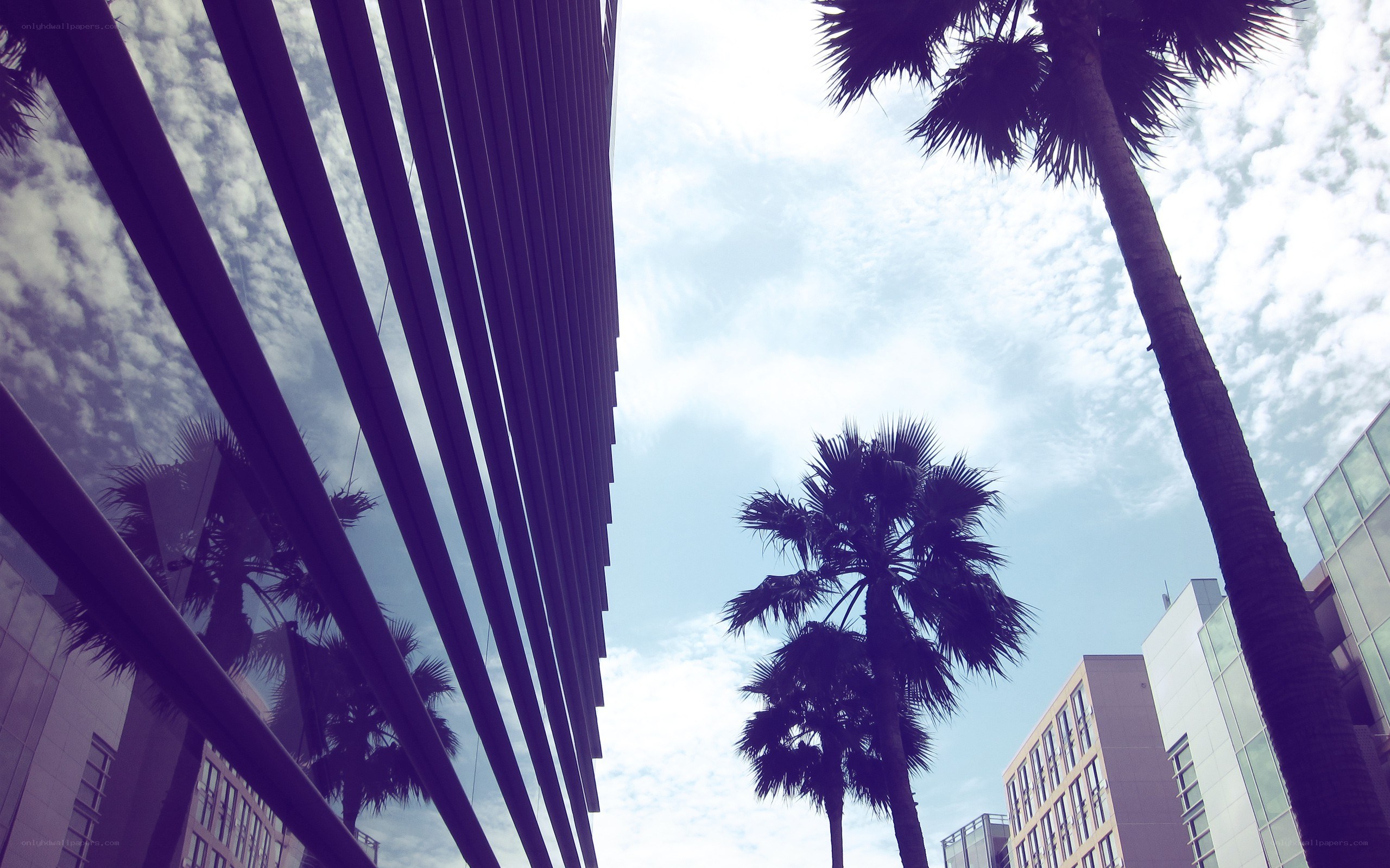 Palm trees and modern buildings
