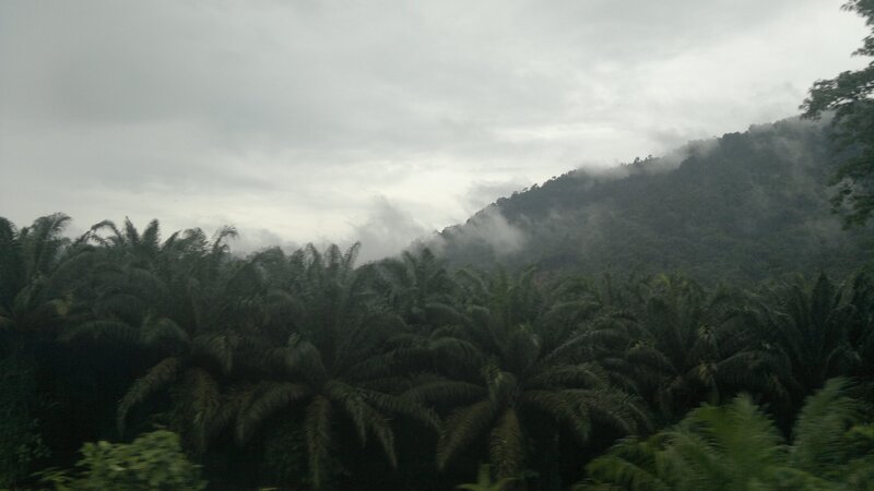 Palm Trees and Mountain — Green