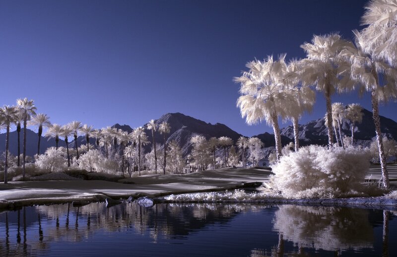 Palm Trees and Mountains — Blue, Serene