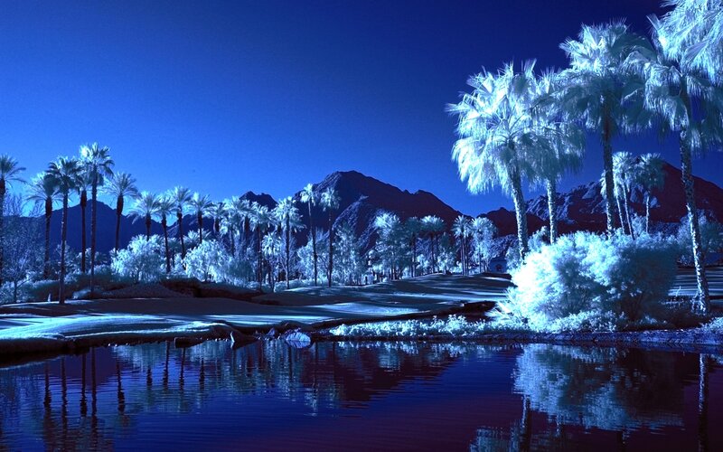Palm Trees and Mountains — Blue