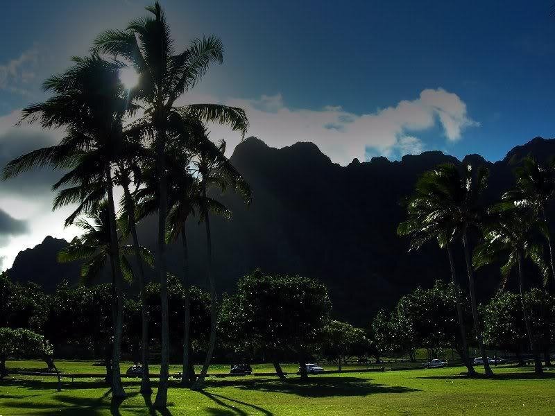 Palm Trees and Mountains — Green