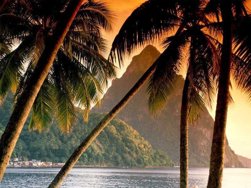 Palm Trees and Mountains — Orange