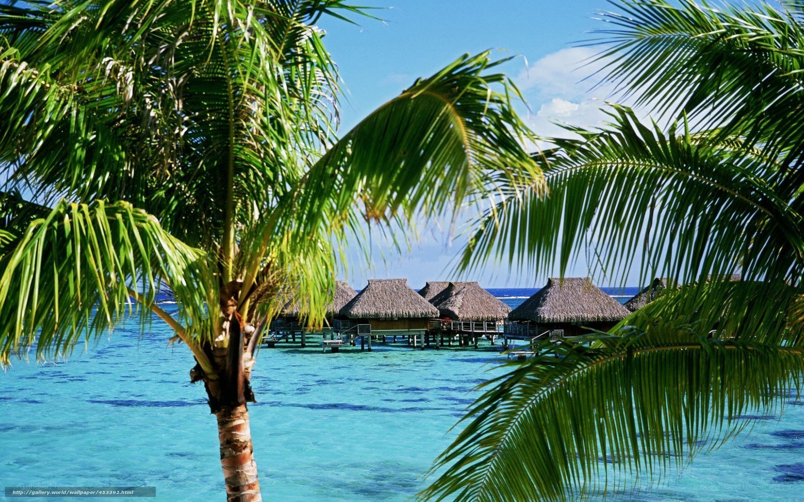 Palm trees and overwater bungalows