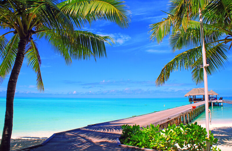 Palm Trees and Pier — Blue, Serene