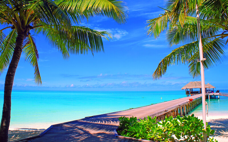 Palm Trees and Pier