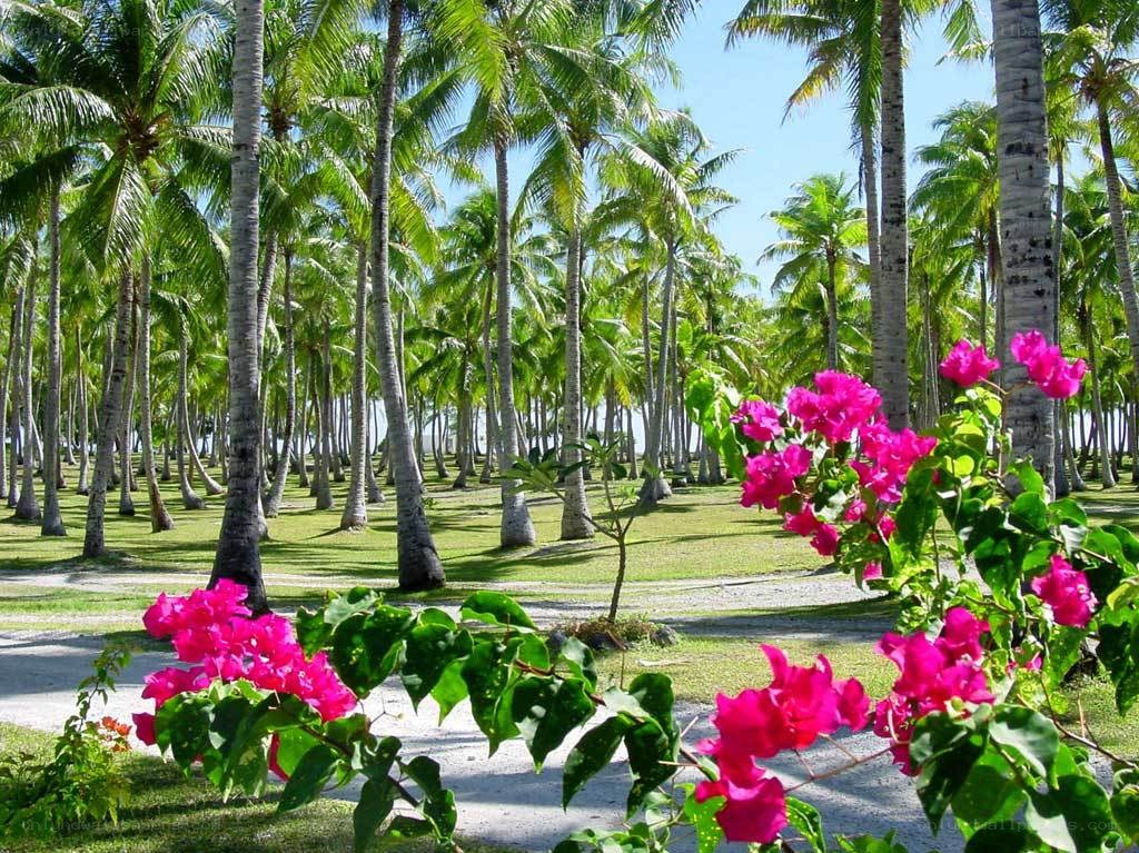 Palm trees and pink flowers