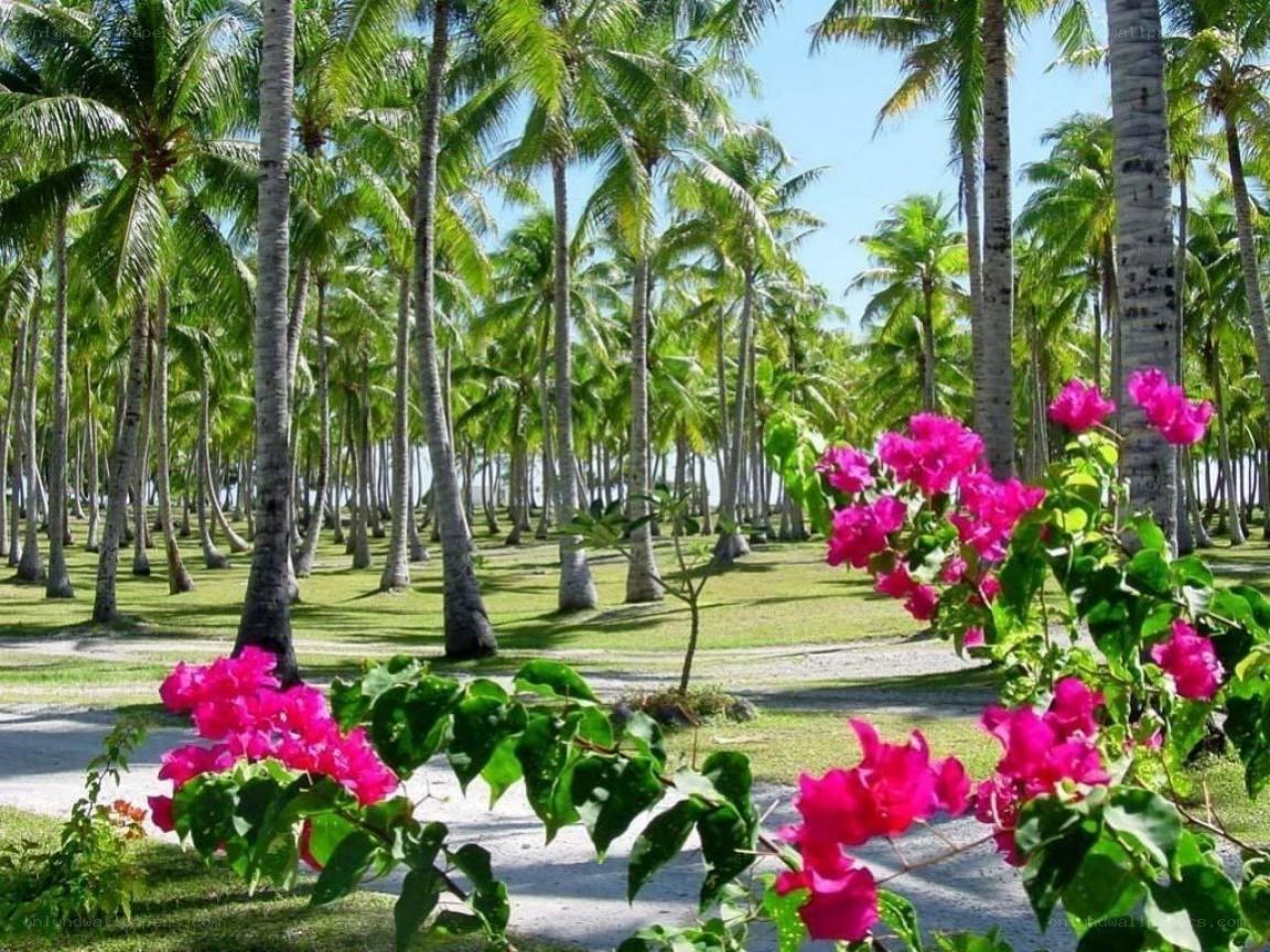 Palm trees and pink flowers