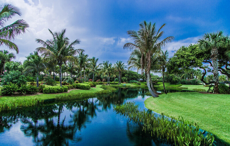 Palm Trees and Pond — Blue
