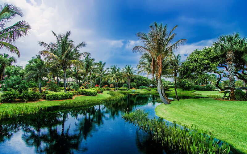 Palm Trees and Pond