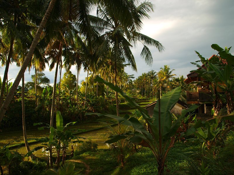 Palm Trees and Rice Fields