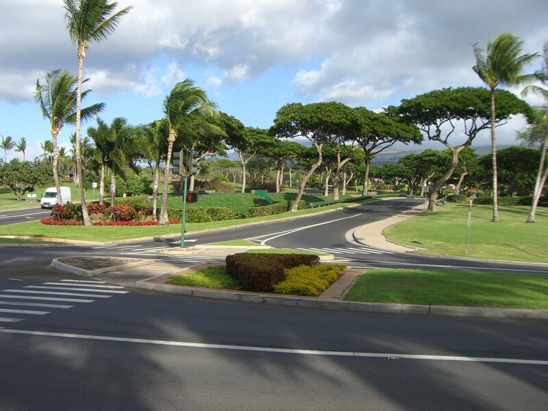 Palm trees and road intersection