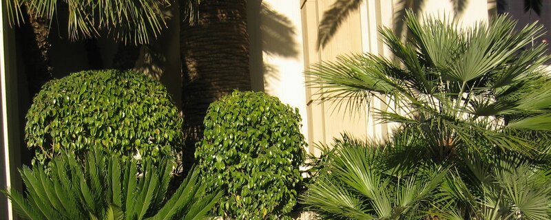 Palm Trees and Shrubs