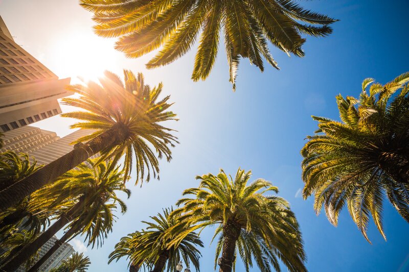 Palm Trees and Skyscrapers — Blue