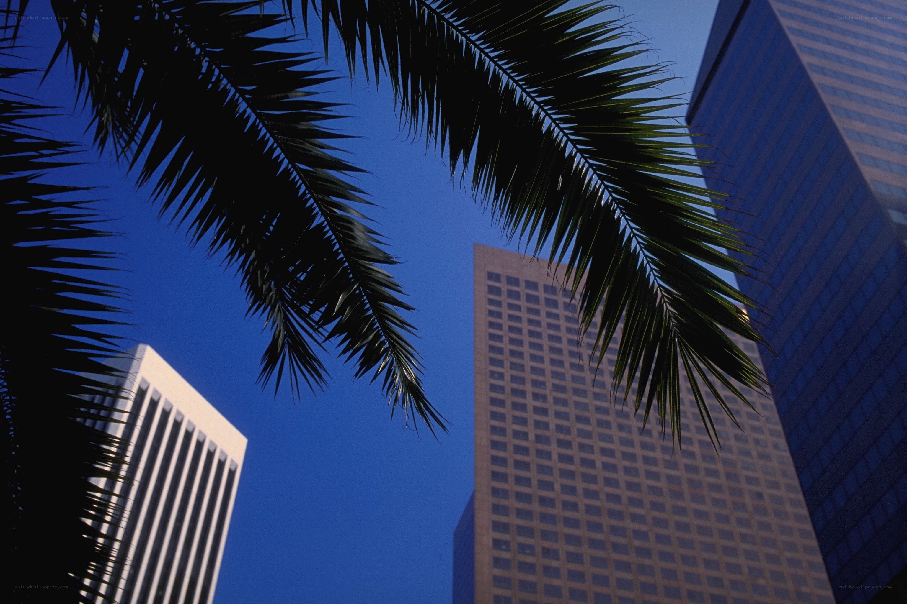 Palm trees and skyscrapers