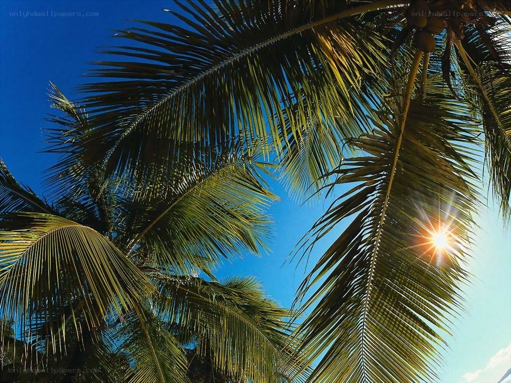 Palm trees and sun in blue sky