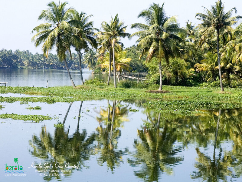 Palm Trees and Water
