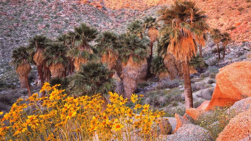 Palm trees and wildflowers in desert
