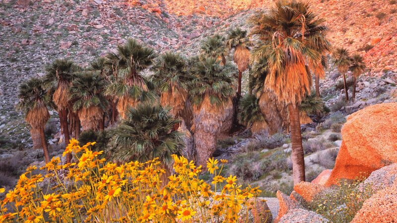 Palm trees and wildflowers in desert
