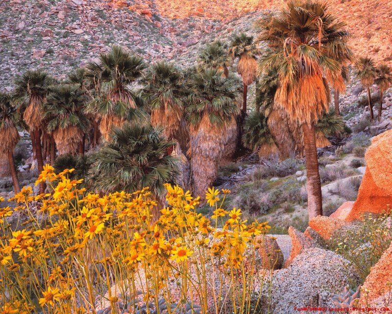 Palm trees and wildflowers in desert