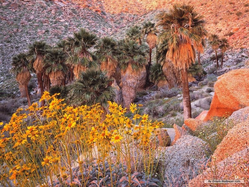 Palm Trees and Wildflowers
