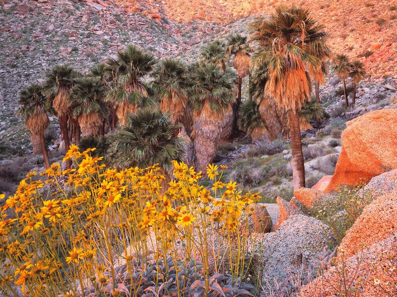 Palm Trees and Wildflowers — Yellow