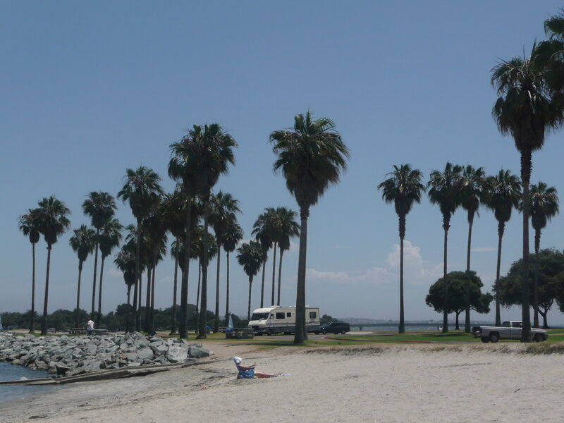Palm trees at a sunny beach