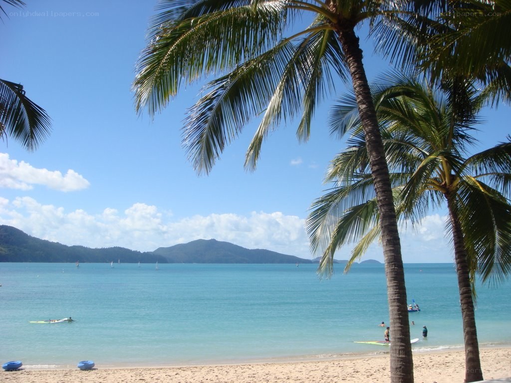 Palm trees at a tropical beach