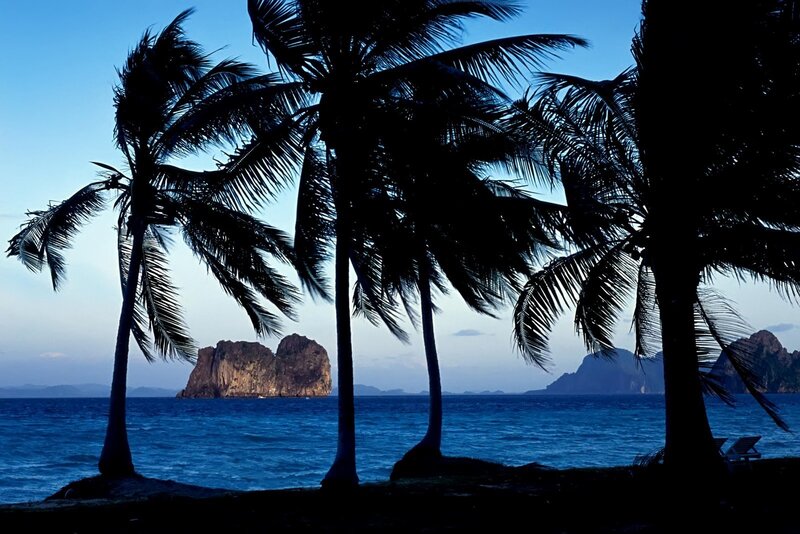 Palm trees at a tropical beach
