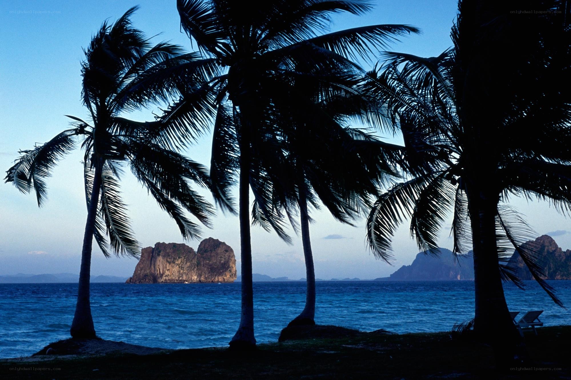 Palm trees at a tropical beach