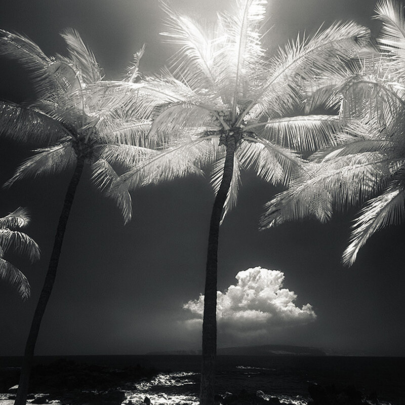Palm Trees at Beach — Black, Dramatic