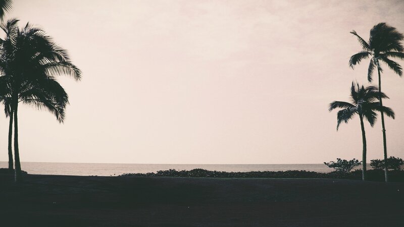 Palm Trees at Beach — Black