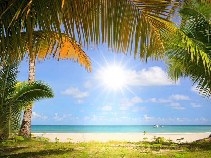 Palm Trees at Beach — Blue, Serene, Afternoon
