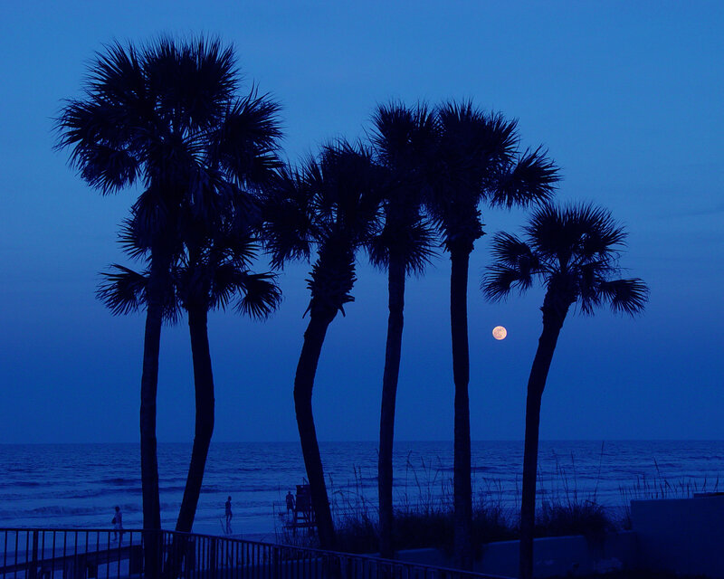 Palm Trees at Beach — Blue, Serene