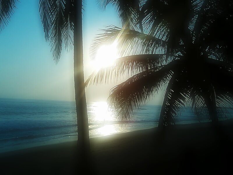 Palm Trees at Beach — Blue