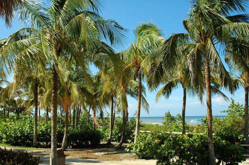 Palm Trees at Beach — Green