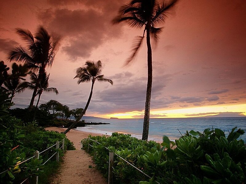 Palm Trees at Beach — Orange