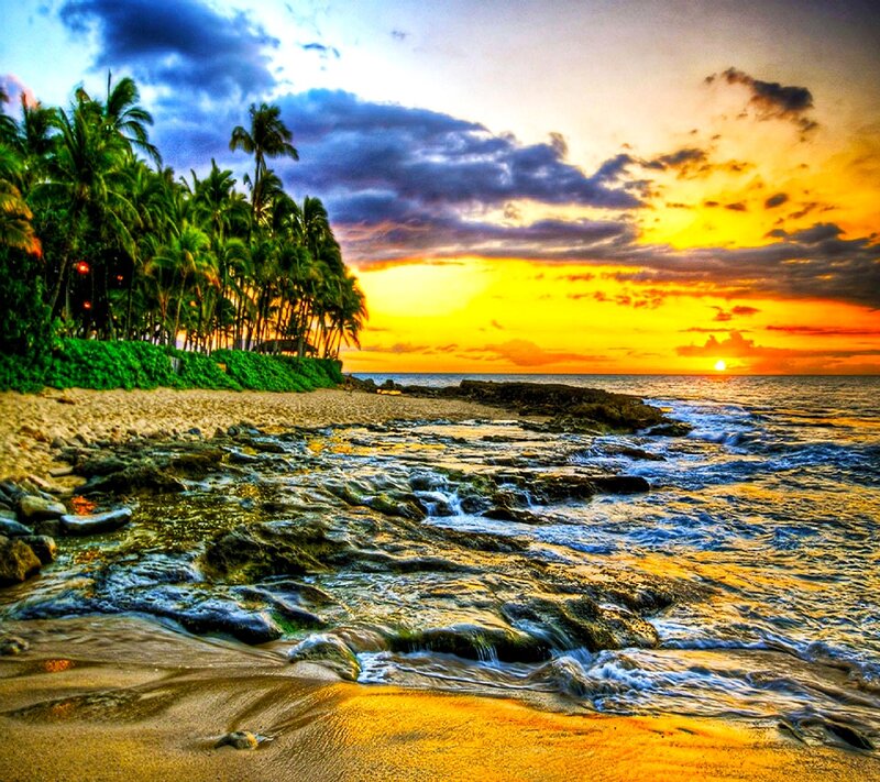Palm Trees at Beach — Yellow