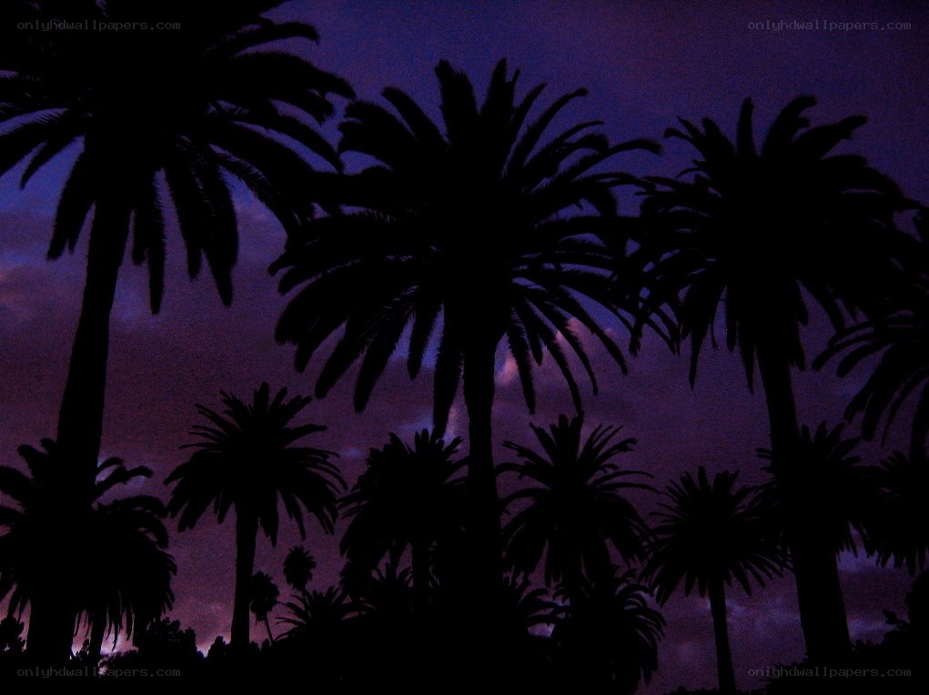 palm trees at dusk